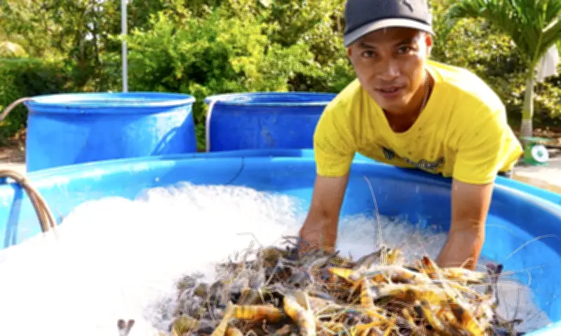 Ninh Thuận: Thủ phủ tôm hùm của cả nước với sản lượng chiếm hơn 50%