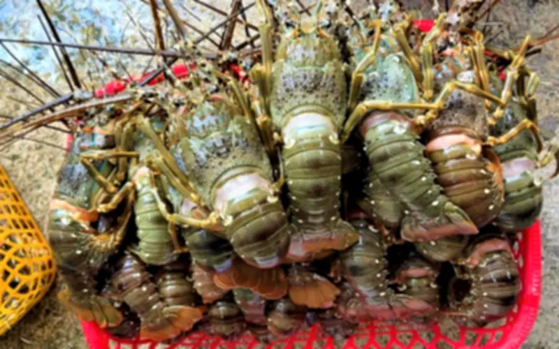 Năm 2025: Xuất khẩu tôm hùm Việt Nam sang Trung Quốc đạt 840 triệu USD, vươn lên vị trí số 1