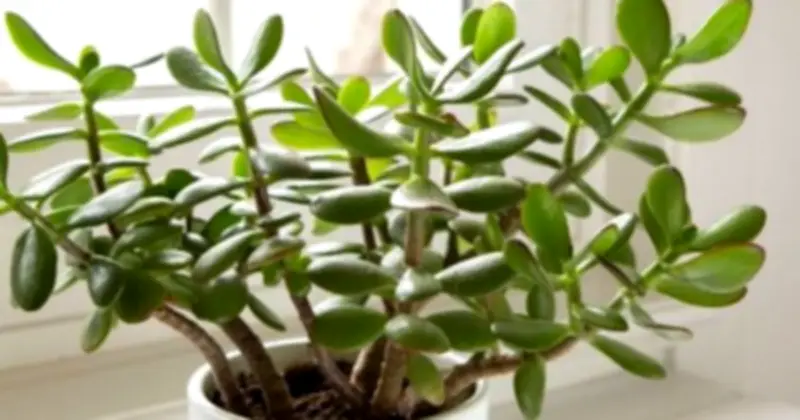 Năm Bính Ngọ 2026: 3 Loại Cây Phong Thủy Hút Tài Lộc Và Cân Bằng Năng Lượng