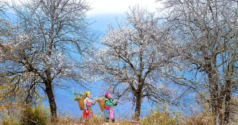 Nậm Nghẹp - Bản Cao Nhất Việt Nam Khoác Áo Trắng Tinh Khôi Mùa Hoa Sơn Tra Nở