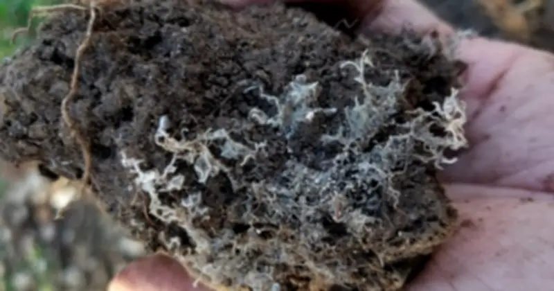 Nấm rễ cộng sinh: 'Chìa khóa vô hình' chống biến đổi khí hậu được vinh danh qua Giải Tyler 2026