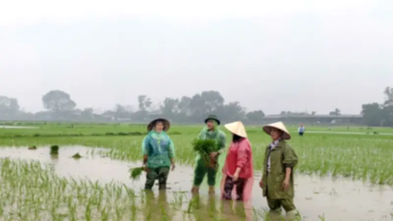 Nông dân Bắc Ninh xuống đồng sớm Tết, đẩy nhanh tiến độ gieo cấy lúa xuân 2026