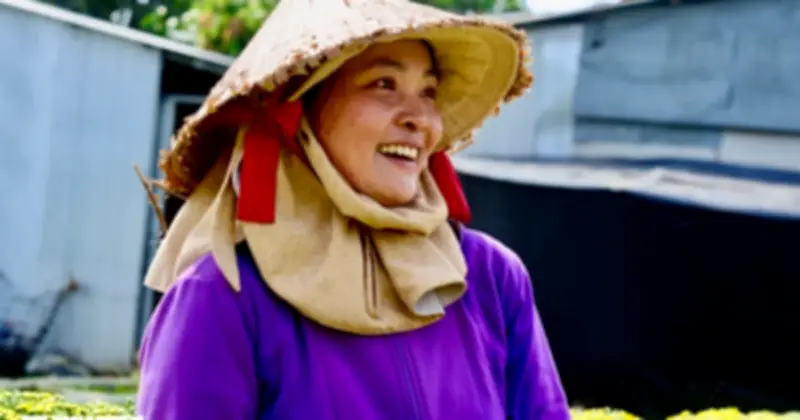 Nông dân Chợ Lách giữ lòng tự trọng giữa mùa hoa cúc mâm xôi nở sớm