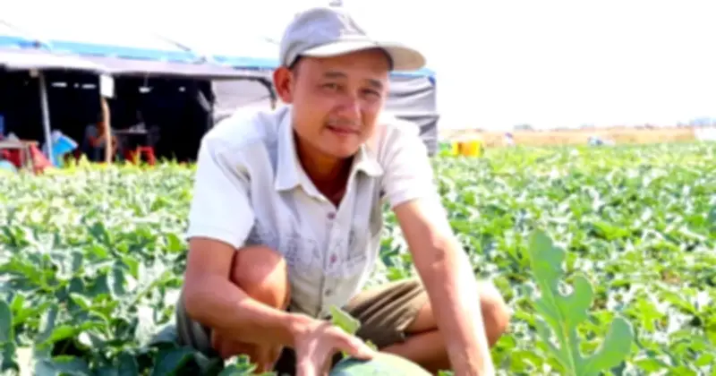 Nông dân Gia Lai đón Tết giữa ruộng dưa hấu, hy vọng mùa vụ bội thu