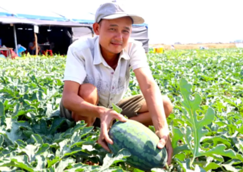 Nông dân Gia Lai đón Tết trên ruộng dưa hấu, hy vọng vụ mùa bội thu