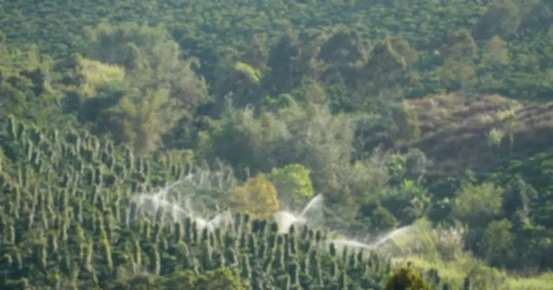 Nông dân Gia Lai tất bật tưới 'vàng đen' cận Tết, đối mặt áp lực thiếu nước mùa khô