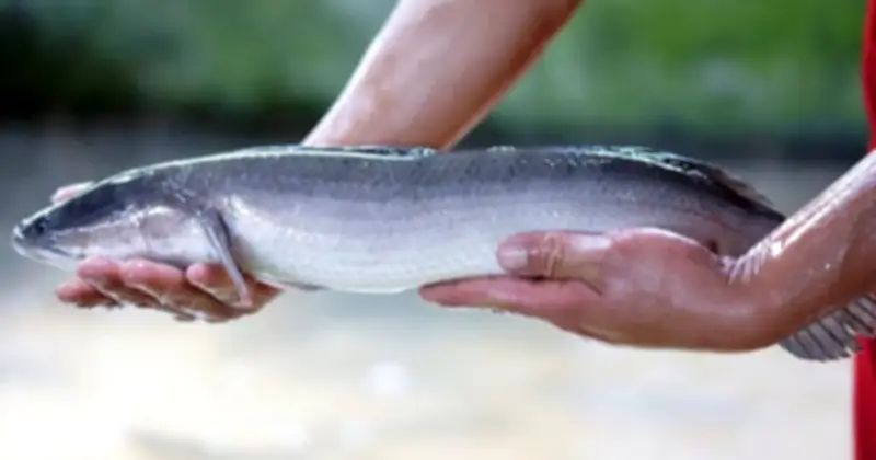 Nông dân Quảng Bình biến đất cát thành trại cá lóc công nghệ cao, thu 3 tỷ đồng/năm