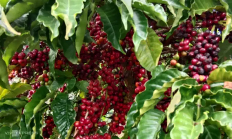 Nông dân Tây Nguyên trúng đậm nhờ giá cà phê, sầu riêng neo cao, thu nhập tăng vọt