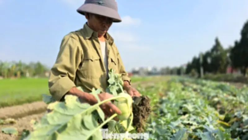 Nông dân Vĩnh Lộc 'mất Tết' vì giá rau củ rẻ bèo, tính chuyển đổi cây trồng