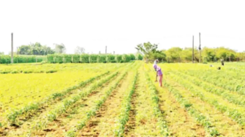 Đà Nẵng: Hồi sinh cánh đồng sau lũ - Bài toán thích ứng với thiên tai