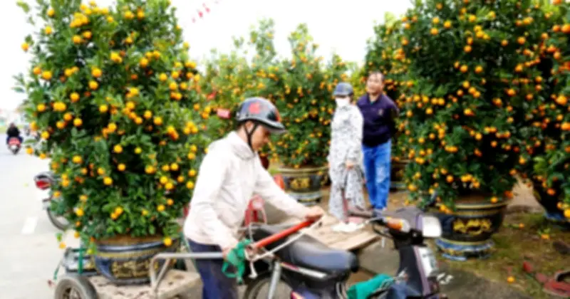Đà Nẵng: Nghề chở cây cảnh thuê 'nóng' dịp cận Tết, thu nhập khá nhưng đầy rủi ro