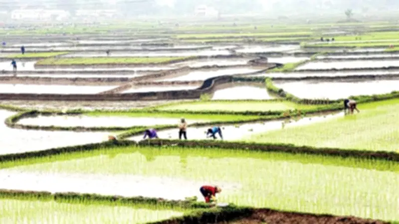 Nông nghiệp, nhà ở xã hội và OCOP: Các địa phương ghi nhận tiến độ tích cực đầu năm 2026