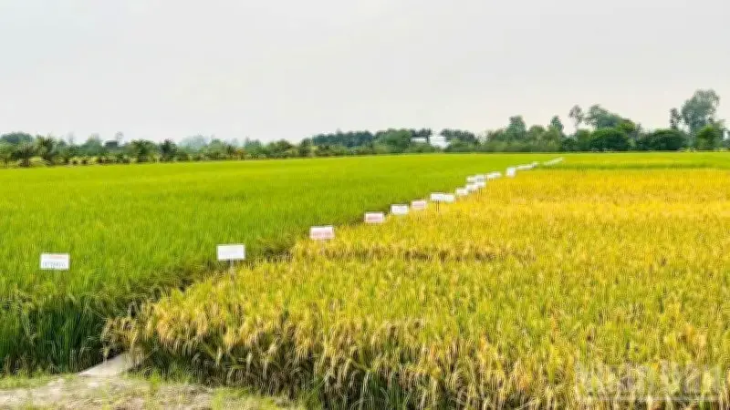 Nông nghiệp Việt vượt khó, tăng trưởng ấn tượng 3,78% năm 2025