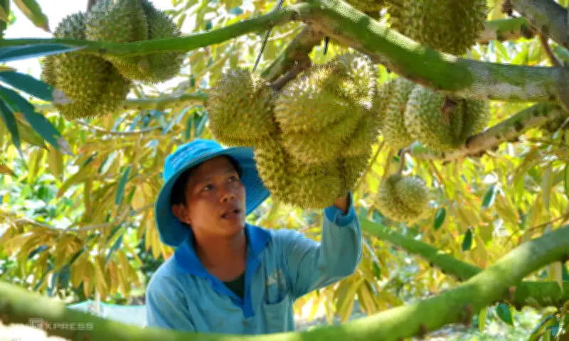 Nông sản Việt 2026: Mục tiêu 74 tỷ USD đối mặt thách thức giá và rào cản kỹ thuật