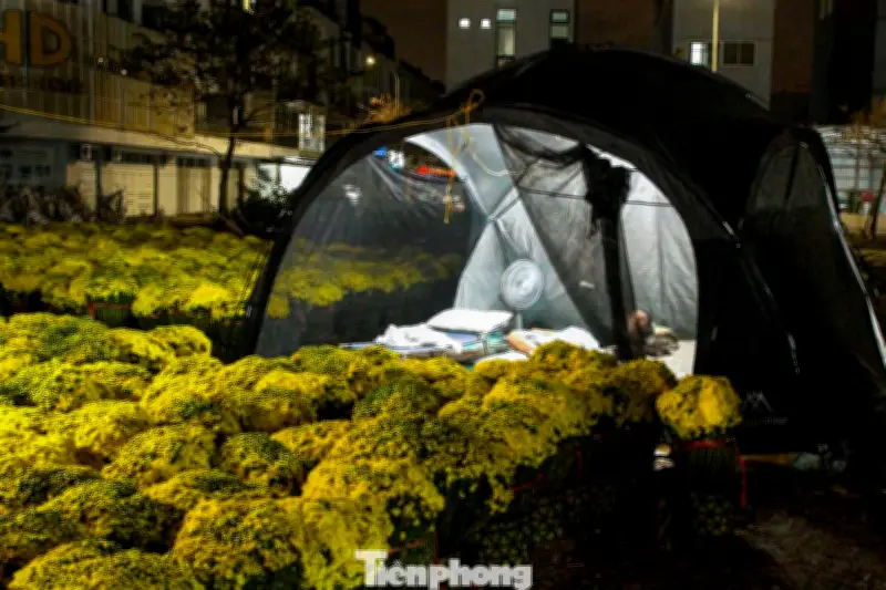Đà Nẵng: Tiểu thương thức trắng đêm canh hoa Tết giữa lều bạt tạm bợ ven đường