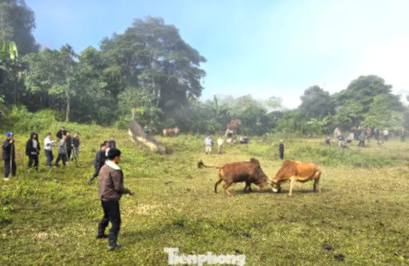 Nét Văn Hóa Độc Đáo: Hội Chọi Bò Của Đồng Bào Mông Vùng Cao Nghệ An