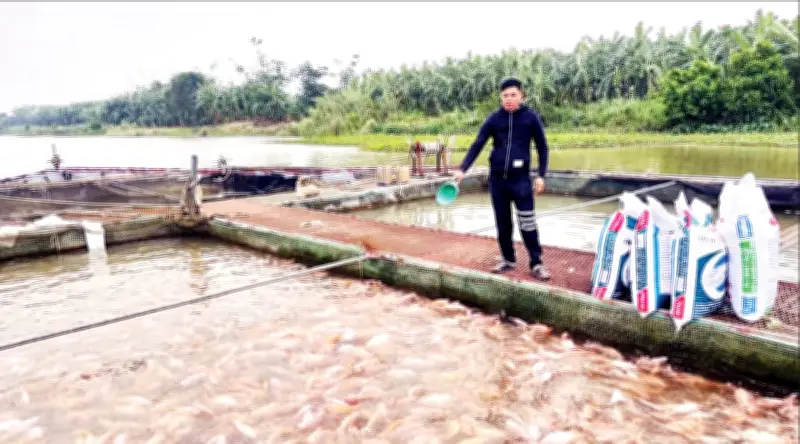 Nuôi cá lồng trên sông Hồng, sông Luộc: Hướng phát triển sinh kế bền vững, thu lãi cao
