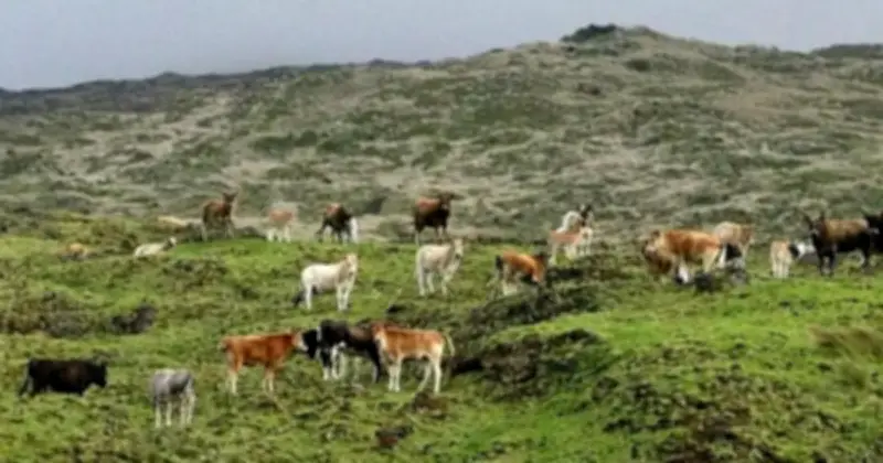 Đảo bò Amsterdam: 140 năm tiến hóa thần tốc và cái kết đau lòng do con người định đoạt