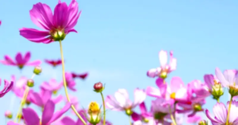 Đảo Hoa Sao Nhái Rộng 2,5 Ha Ở Cà Mau Trở Thành Điểm Check-In Rộn Ràng Dịp Tết