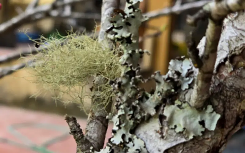 Đào Đá Nghệ An: 'Mỏ Vàng' Mùa Xuân Giữa Đại Ngàn