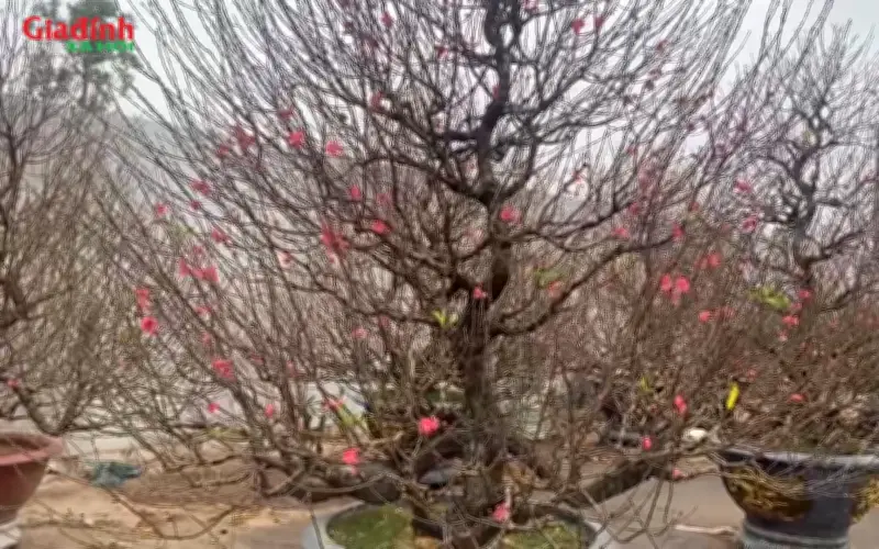 Đào Thông Chảy: Điểm du lịch hút khách dịp Tết Nguyên đán 2026