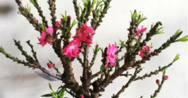 Đào Thất Thốn - 'Vua Đào Tết' Quý Hiếm Của Việt Nam: Sản Vật Tiến Vua Ngày Nay