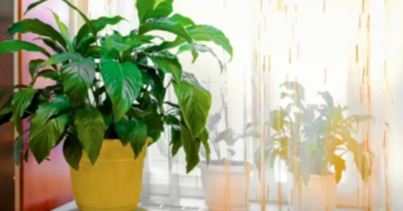 Cây lan ý 'rất thích' cửa sổ hướng Đông: Bí quyết để hoa nở trắng muốt