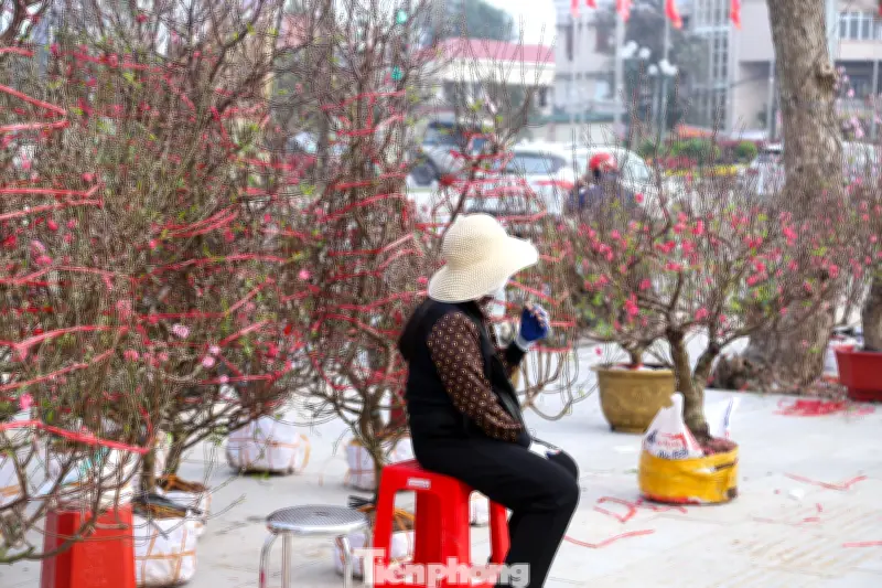 Đào, Quất Tết Ế Ẩm: Tiểu Thương Nghệ An Lo Lỗ Lớn Khi Khách Lác Đác