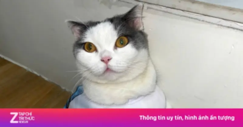 Mèo cưng bị bắt đòi tiền chuộc 6 triệu ở lò mổ Hà Nội gây phẫn nộ