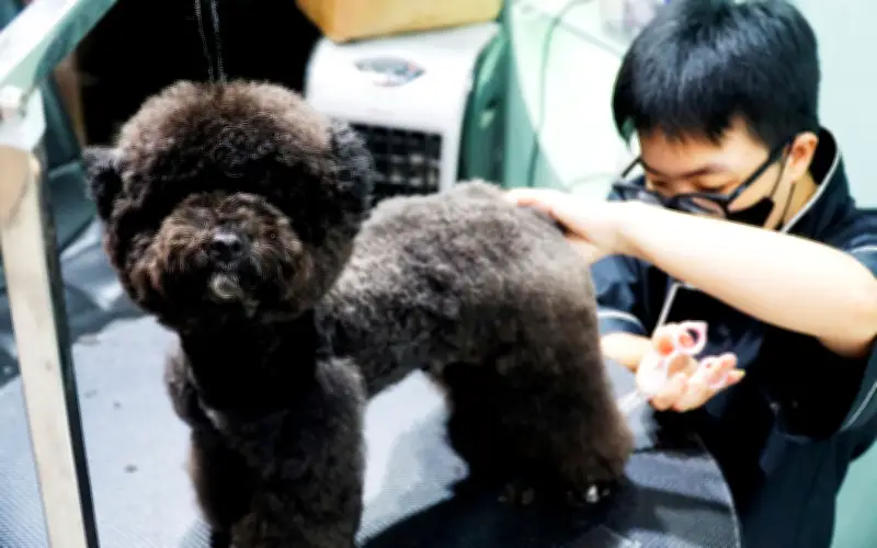 Nhu cầu làm đẹp thú cưng dịp Tết tăng vọt tại Nha Trang