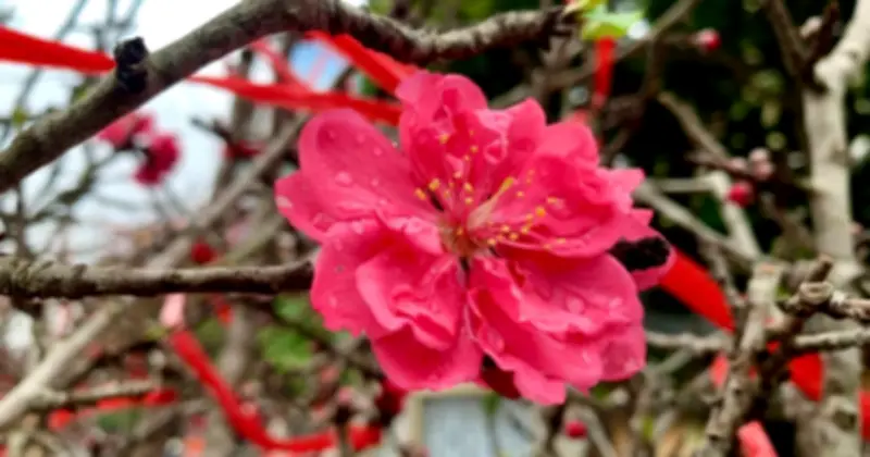 Phố Nghi Tàm sôi động với đào cổ Yên Bái, giá cao vẫn hút khách dịp Tết