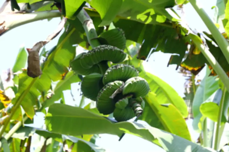 Chuỗi Bán Tạp Phẩm Phát Ở Đồng Nai Hút Hàng Dịp Tết Nguyên Đán