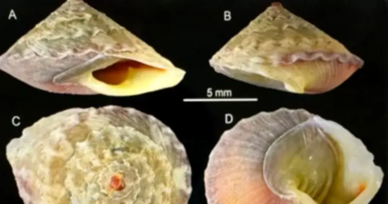 Phong Nha-Kẻ Bàng Ghi Nhận Hàng Ngàn Loài, Phát Hiện Mới Ốc Nón Sơn Đoòng Năm 2025