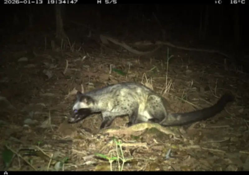 Phát hiện 27 loài động vật hoang dã trong rừng bảo vệ di sản Mỹ Sơn