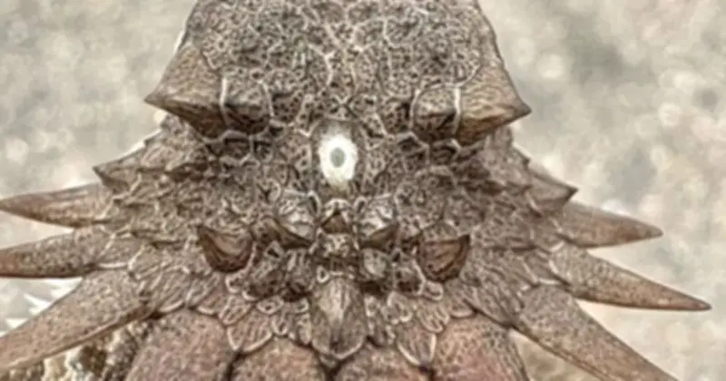 Phát hiện gây sốc: Tổ tiên chung của mọi loài có xương sống từng sở hữu một mắt duy nhất