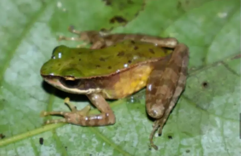 Phát Hiện Loài Ếch Mới Tại Vườn Quốc Gia Vũ Quang, Khẳng Định Đa Dạng Sinh Học