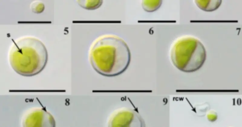 Phát Hiện Loài Tảo Lục Mới Jaagichlorella Terrestris Tại Vườn Quốc Gia Cát Tiên