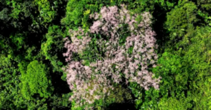 Phát hiện quần thể cây ngô đồng 'vương giả chi hoa' nở rộ tại Quảng Trị