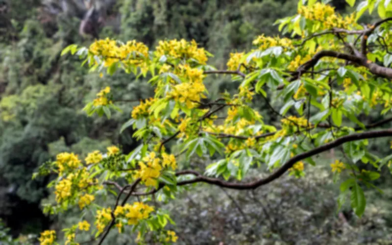 Phát Hiện Quần Thể Mai Vàng Cổ Thụ Hàng Trăm Năm Ở Rừng Đakrông