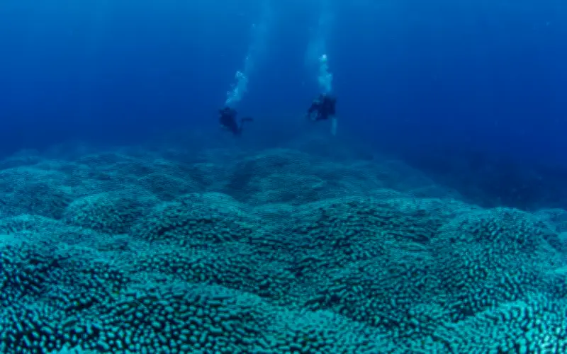 Phát Hiện Quần Thể San Hô Khổng Lồ Tại Great Barrier Reef, Úc