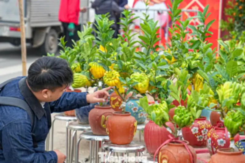 Phật Thủ Bonsai: Từ Mâm Ngũ Quả Đến Tác Phẩm Nghệ Thuật Trang Trí Ngày Tết