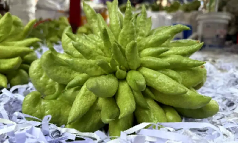 Phật Thủ Giá 'Sốc' Gần Triệu Đồng Vẫn 'Cháy Hàng' Dịp Tết Nguyên Đán