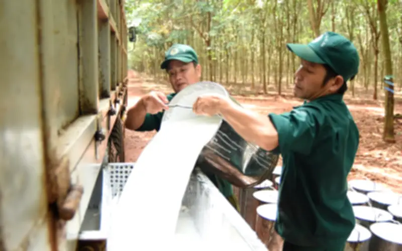 Cao su Phước Hòa lợi nhuận quý IV giảm sâu 69,5%, cả năm 2025 vẫn tăng trưởng