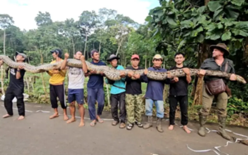 Phát hiện trăn gấm khổng lồ dài 7,22m tại Indonesia, phá kỷ lục thế giới