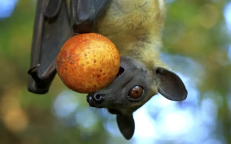 Phụ nữ Bangladesh tử vong vì virus Nipah, WHO cảnh báo nguy cơ lây nhiễm từ dơi