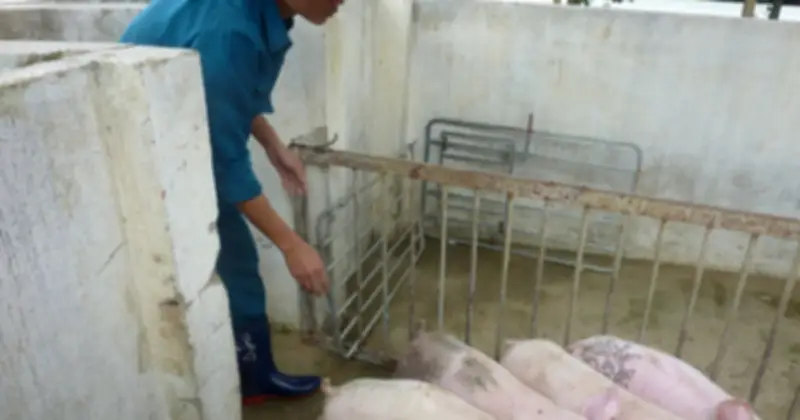 Giá heo hơi giảm mạnh cận Tết, thị trường ồ ạt nguồn cung