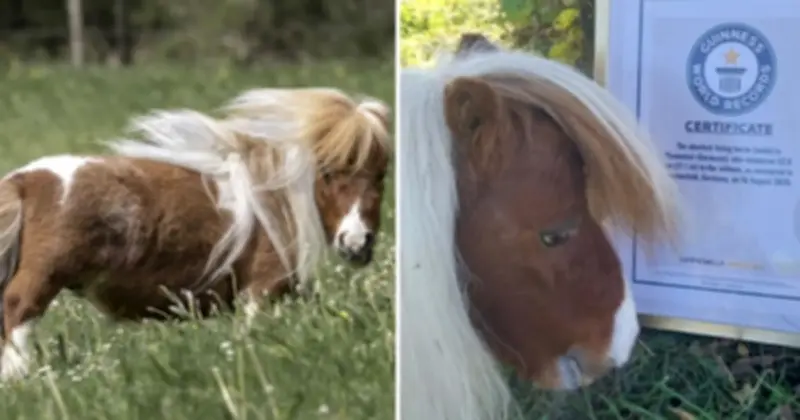 Pumuckel - Chú ngựa lùn 52,6 cm trở thành ngựa trị liệu đầy tự tin ở Đức