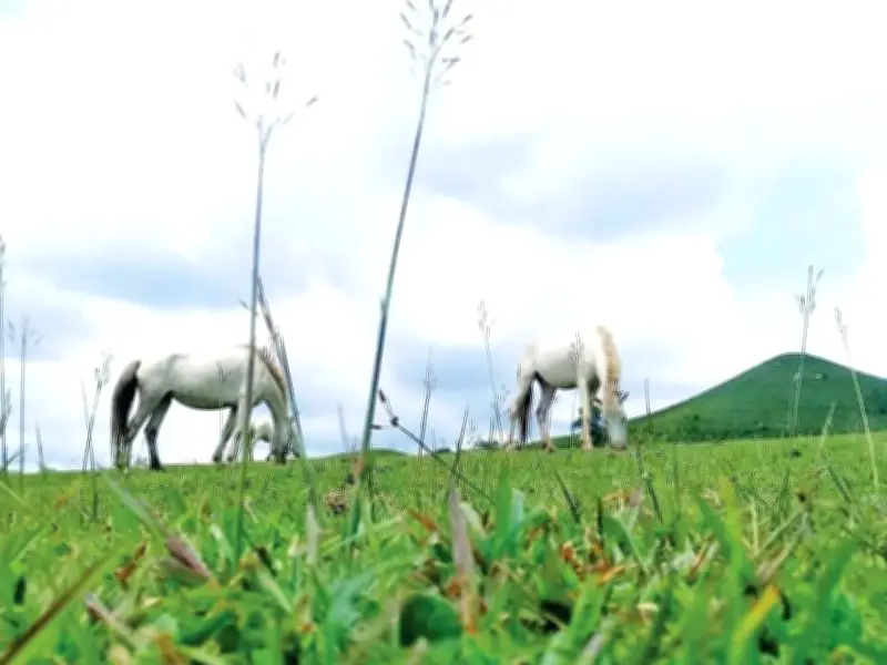 Quan Sơn - 'Thủ phủ bạch mã' Lạng Sơn: Mô hình kinh tế giúp dân thoát nghèo