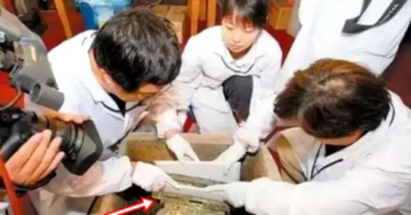 Quan tài vàng ròng 13 năm chưa mở ở Sơn Tây: Bí ẩn đằng sau dải lụa mong manh