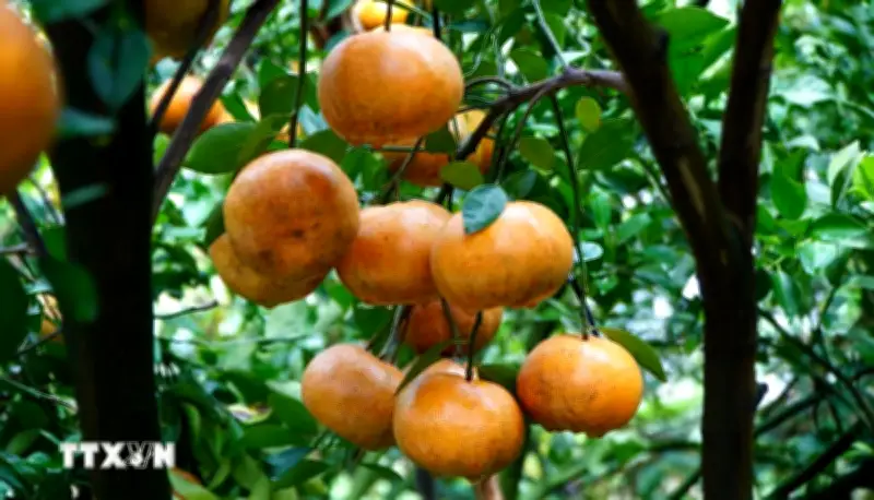 Quýt Hồng Lai Vung vào mùa Tết, nhà vườn kỳ vọng giá cao